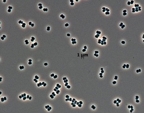 This bacteria was only found in two clean rooms. NASA/JPL-Caltech, CC BY