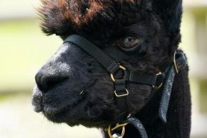 Geronimo is an eight year-old alpaca who has twice tested positive for bovine tuberculosis