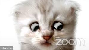 Zoom cat